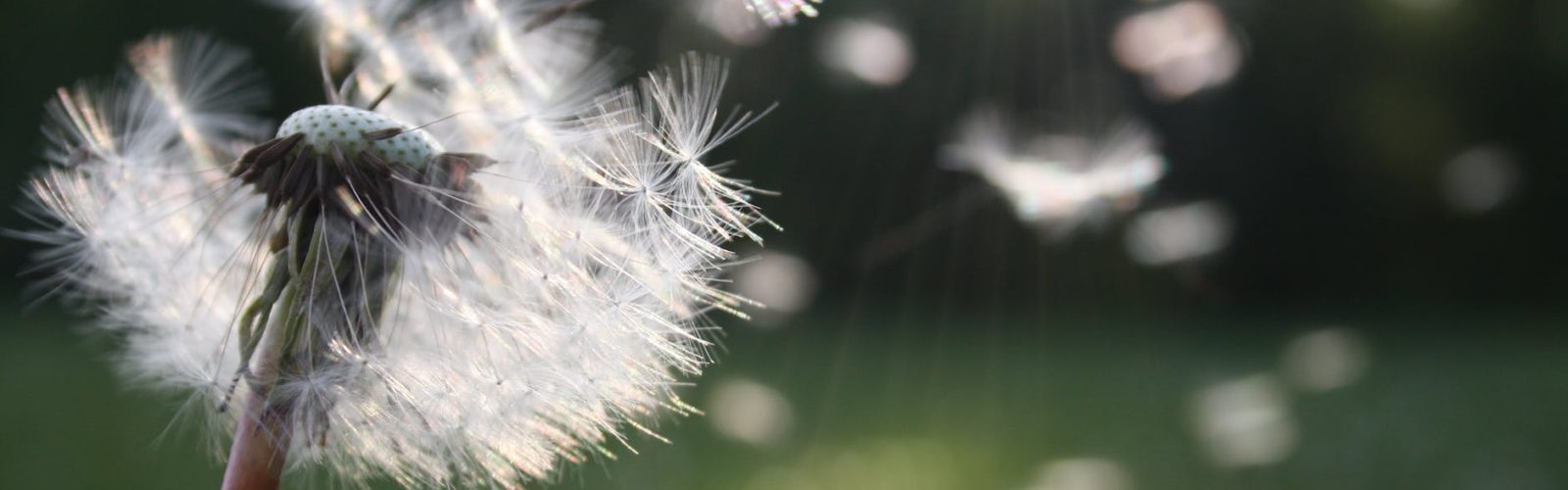 white dandelion flower shallow focus photography