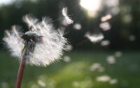 white dandelion flower shallow focus photography