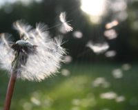 white dandelion flower shallow focus photography
