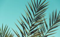 green leaves