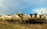flock of sheep in field under blue sky