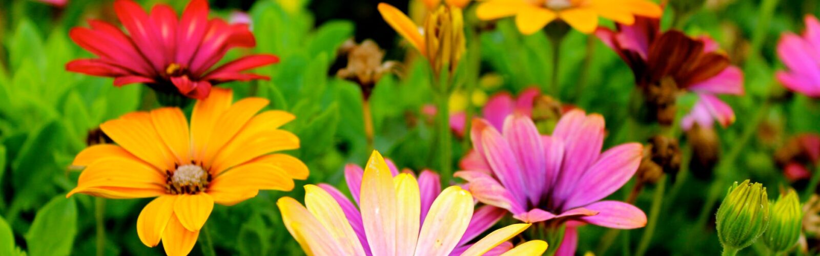 assorted color flowers