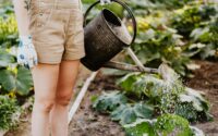 person in brown shorts watering the plants