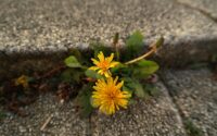 selective focus photography of yellow dandelion flowers